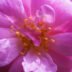 ROSA DAMASCENA